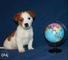 Jack Russell Puppies. . Imported. . Premium quality. . With all documents 0