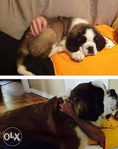 Saint bernard puppies. . Imported. . Premium quality. . With all documents 0