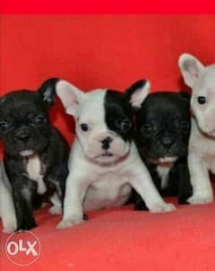 French bulldog puppies, imported with Pedigree and passport 0