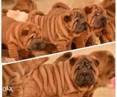 Sharpei Puppies. . Imported. . Premium quality. . With all documents 0