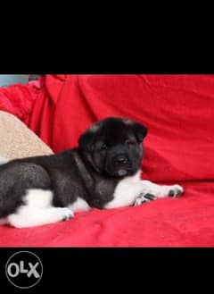 Reserve ur imported top quality American akita puppy 0
