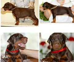 Doberman Pupps. . Imported. . Premium quality. . With all documents 0