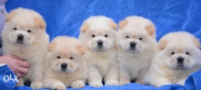 Chowchow puppies. . Imported. . Premium quality. . With all documents 0