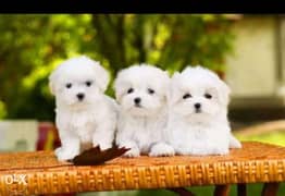 Reserve ur imported top quality mini maltese puppy with Pedigree 0