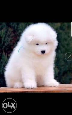 Imported samoyed puppies from BEST kennels in Europe with pedigree 0