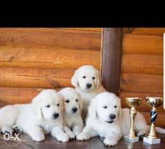 Reserve ur imported top quality white golden retriever puppy with Pedi 0