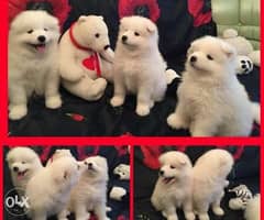 Samoyed puppies, Giant size, imported with Pedigree and microchip 0