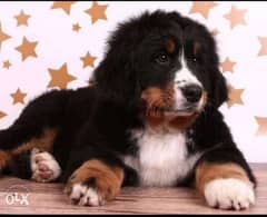 Mountain bernese puppies, imported with Pedigree and passport 0