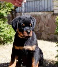 Rottweiler puppies, Giant size, imported with Pedigree and passport 0