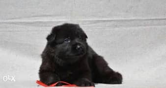 Royal Black puppies, top quality, imported with Pedigree and passport 0