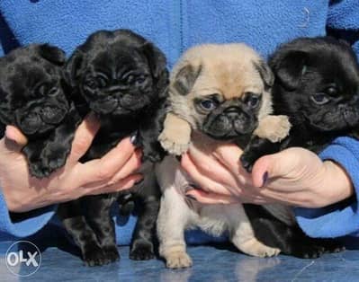 Mini pug puppies, imported with all documents. . Top quality