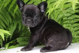 French bulldog puppies, imported with all documents. . Top quality 0