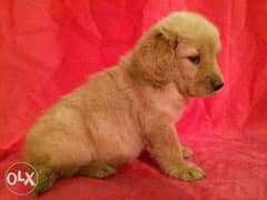 Golden Retriever puppies vaccinated high qualification 0
