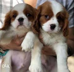 Cavalier King Charles puppies,imported with all documents. . top quality 0