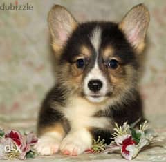 Corgi puppies, imported with all documents. . Top quality