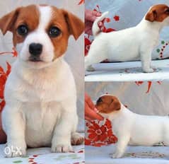 Imported jack Russell Puppies with all documents. . Males and females 0