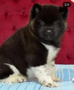 Imported American akita puppies with all documents. . Males and females 0
