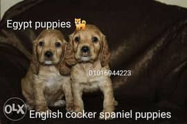 Cocker spaniel puppies 0