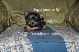 Tea cup Yorkshire puppies 0