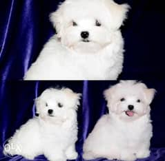 Best imported mini maltese puppies with all documents 0