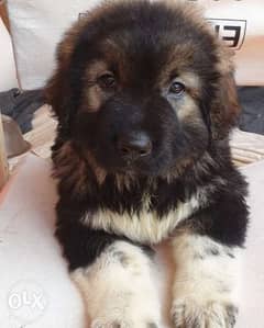 Caucasian puppies for sale imported parents from Russia 0