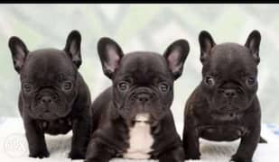 French bulldog puppies, imported with Pedigree. . Top quality 0