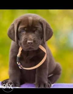 Chocolate Labrador puppies, imported with Pedigree. . Top quality 0