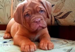 Imported french mastiff puppies 0