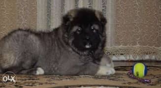 Caucasian puppies, imported with Pedigree. . Top quality 0