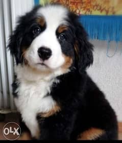 Imported Bernese puppies top quality جراوي بيرنيس مستورده 0