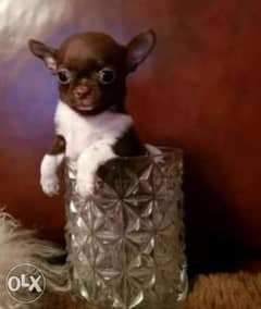 Teacup Chihuahua puppies, imported with Pedigree. . Fastest delivery 0