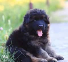 German shepherd puppies, imported with Pedigree. . Top quality 0