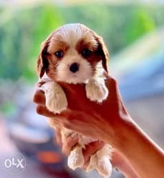 Imported King charles cavalier 0