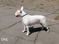 Imported bull terrier puppies 0