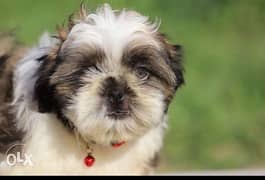 imported mini shih tzu puppies from Europe 0