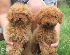 imported toy poodle from ukrain 0