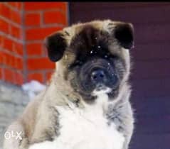 Imported american akita puppies with pedigree microchip and internatio 0
