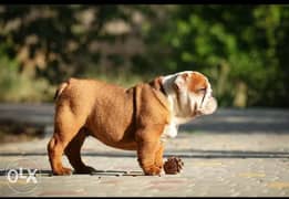 Imported English bulldog pupps from Europe 0