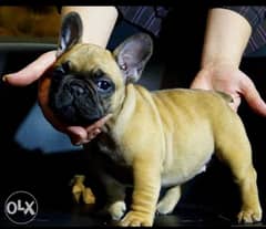 Imported French bulldog puppies top quality from Europe with pedigree 0