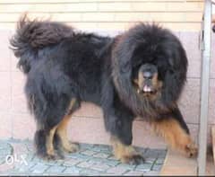 Imported tibetan mastiff puppies جراوي تبتان ماستيف مستوردة 0