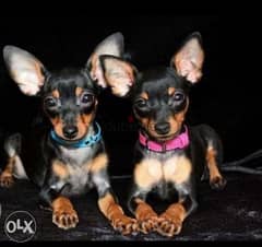 Top quality imported mini pinscher puppies with Pedigree ميني بنشر