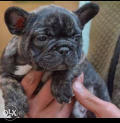 Imported French Bulldog puppies with European Passport, Pedigree and m 0