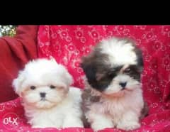 Best of the best imported mini shih tzu puppies with all documents 0