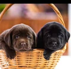 Best of the best imported Labrador puppies with all documents 0