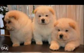 Best of the best imported chowchow puppies FCI PEDIGREE 0