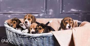 Best of the best Imported beagle puppies with all documents 0