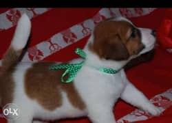 Best of the best imported jack Russell Puppies with all documents 0