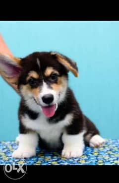 Best of the best imported corgi puppies with all documents 0