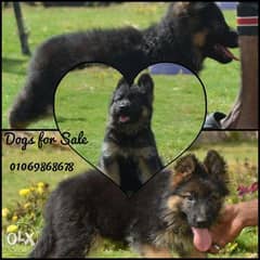 German Shepherd Show line puppies fully vaccinated 0