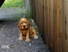 Imported Cocker spaniel puppies with Pedigree 0